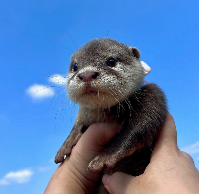 Baby Otter