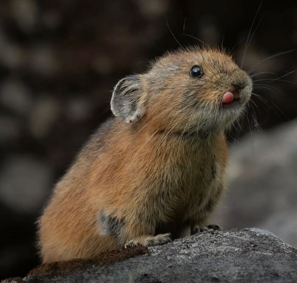 Pika
