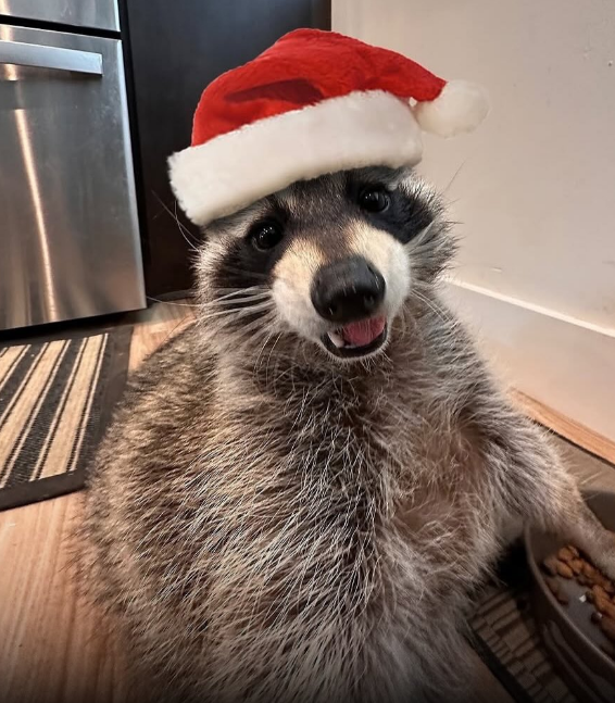 Christmas Raccoon